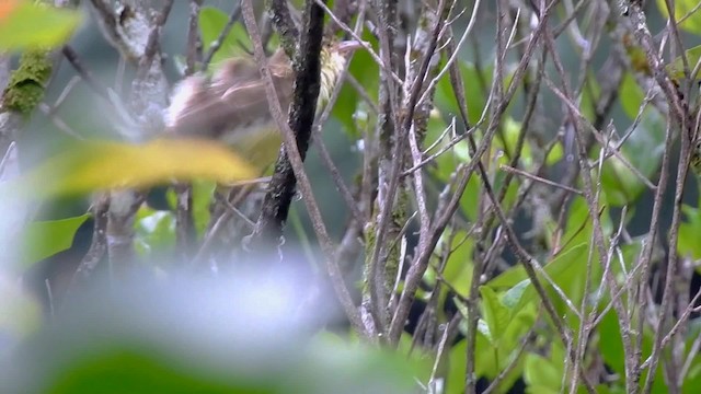 Southern Marquesan Reed Warbler - ML201641791