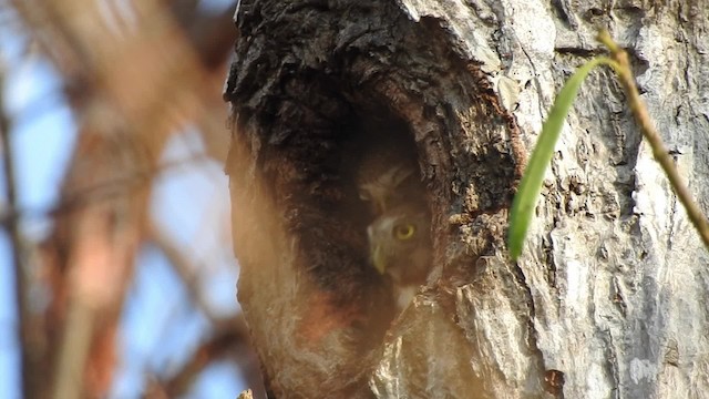 Colima Pygmy-Owl - ML201641831