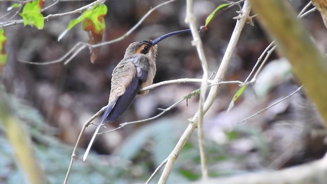 Мексиканский колибри-отшельник (mexicanus) - ML201641841