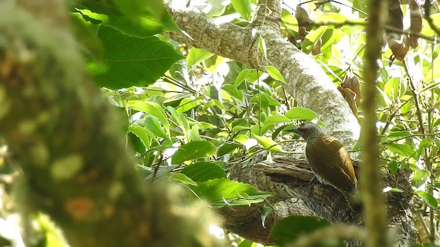 Gray-crowned Woodpecker - ML201641891
