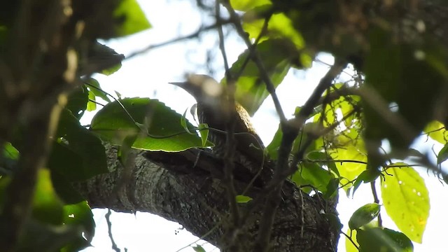 Gray-crowned Woodpecker - ML201641901