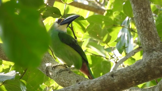 Northern Emerald-Toucanet (Wagler's) - ML201641981