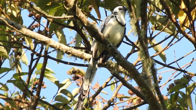 White-throated Magpie-Jay - ML201642011