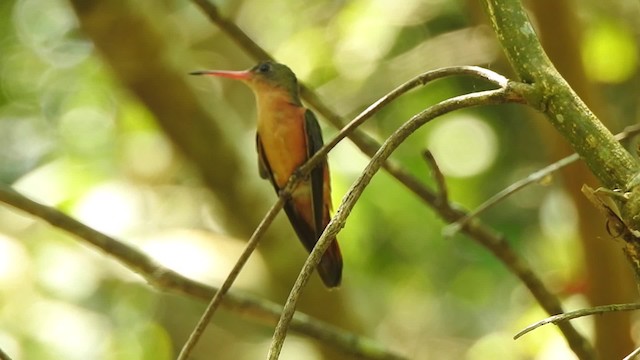Cinnamon Hummingbird (Mainland) - ML201642021