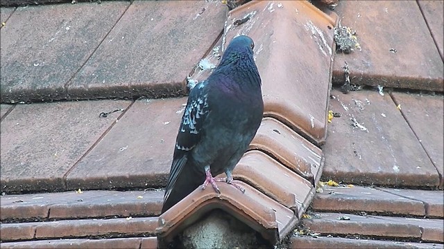 Rock Pigeon (Feral Pigeon) - ML201642341