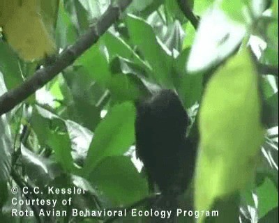 Гуамская ворона - ML201642671