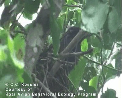 Гуамская ворона - ML201642681