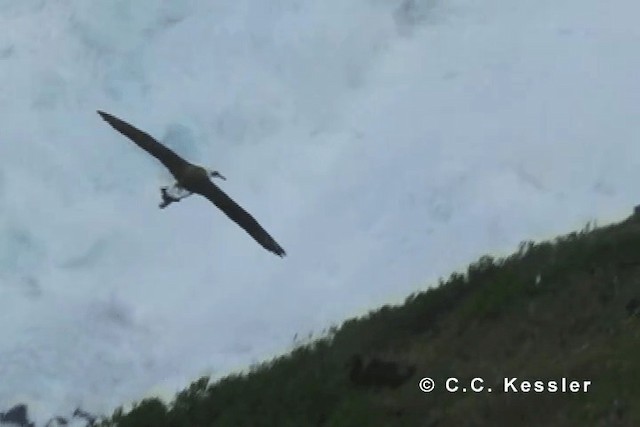 albatros laysanský - ML201642771