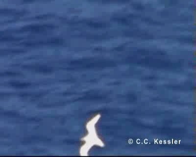 Red-tailed Tropicbird - ML201642931