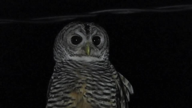 Chaco Owl - ML201643501