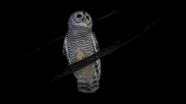 Chaco Owl - ML201643511