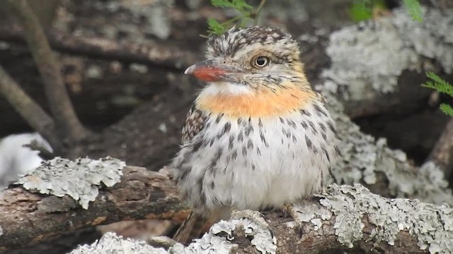 Spot-backed Puffbird (Chaco) - ML201643621