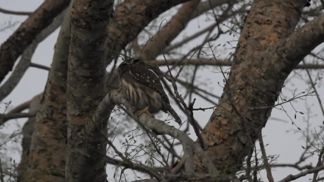 Ferruginous Pygmy-Owl (Tucuman) - ML201643781