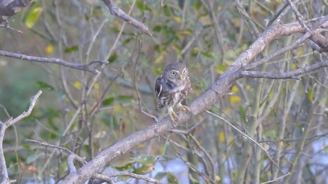 Ferruginous Pygmy-Owl (Tucuman) - ML201643791