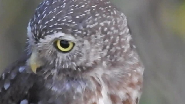Ferruginous Pygmy-Owl (Tucuman) - ML201643801