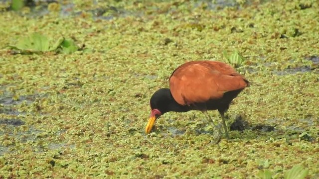  - Wattled Jacana (Chestnut-backed)