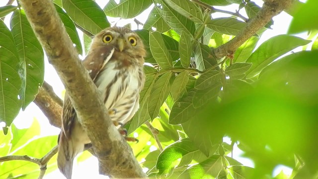 Ferruginous Pygmy-Owl (Ferruginous) - ML201643921