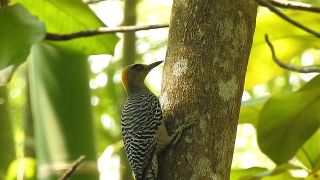 Golden-cheeked Woodpecker - ML201643931