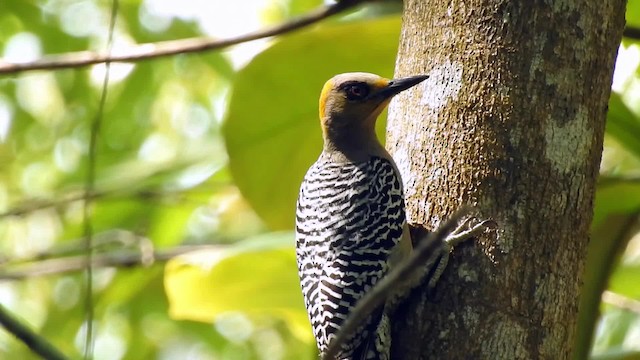 Golden-cheeked Woodpecker - ML201643941