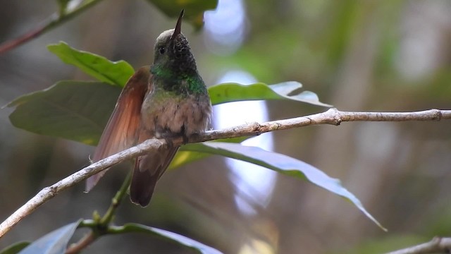 kolibřík mexický (ssp. beryllina/viola) - ML201643961