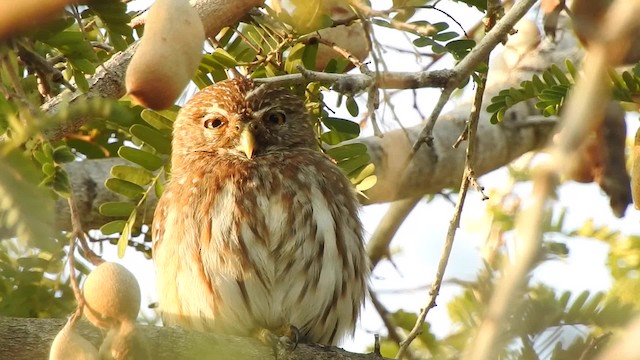 Ferruginous Pygmy-Owl (Ferruginous) - ML201644001