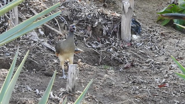 West Mexican Chachalaca - ML201644031