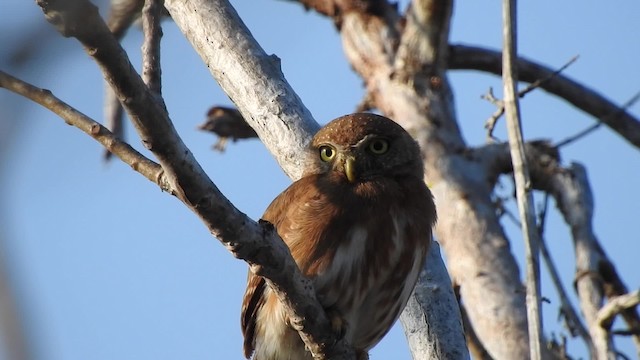 Colima Pygmy-Owl - ML201644071