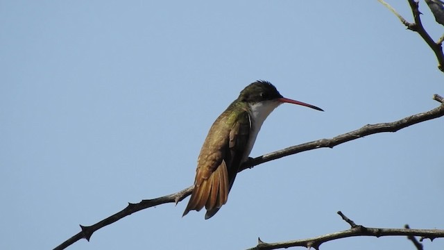 Green-fronted Hummingbird (Green-fronted) - ML201644101