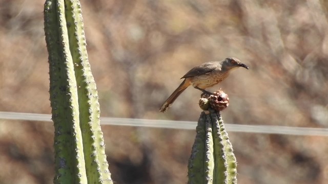 kaktusspottefugl (curvirostre gr.) - ML201644201