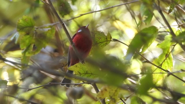 Red Warbler (White-cheeked) - ML201644211
