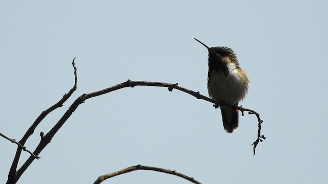 Bumblebee Hummingbird - ML201644311