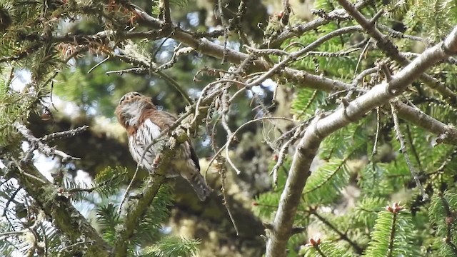 Northern Pygmy-Owl (Mountain) - ML201644501