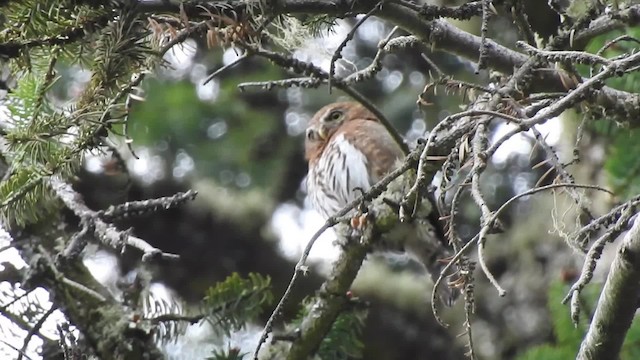 Northern Pygmy-Owl (Mountain) - ML201644511