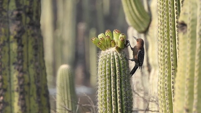 Gray-breasted Woodpecker - ML201644521