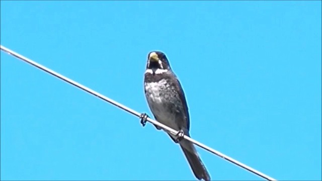 Double-collared Seedeater - ML201644621