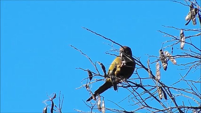 Скальный попугай (andinus) - ML201644891