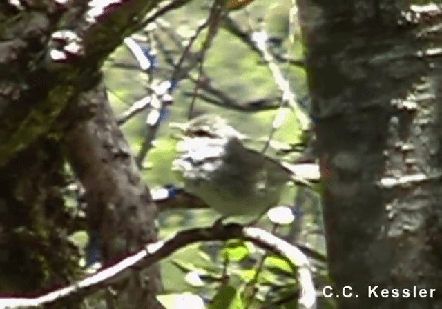 Japanese Bush Warbler - ML201645211