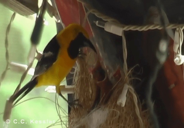 Hooded Oriole (nelsoni Group) - ML201645261