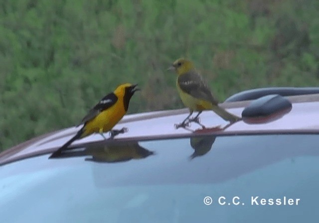 Hooded Oriole (nelsoni Group) - ML201645321