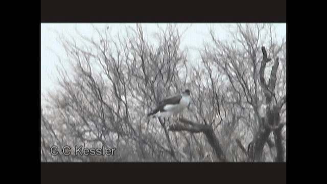 White-tailed Hawk - ML201645641