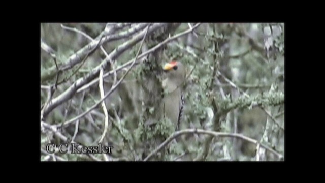 Golden-fronted Woodpecker (Northern) - ML201645651