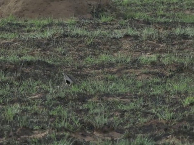  - Temminck's Courser