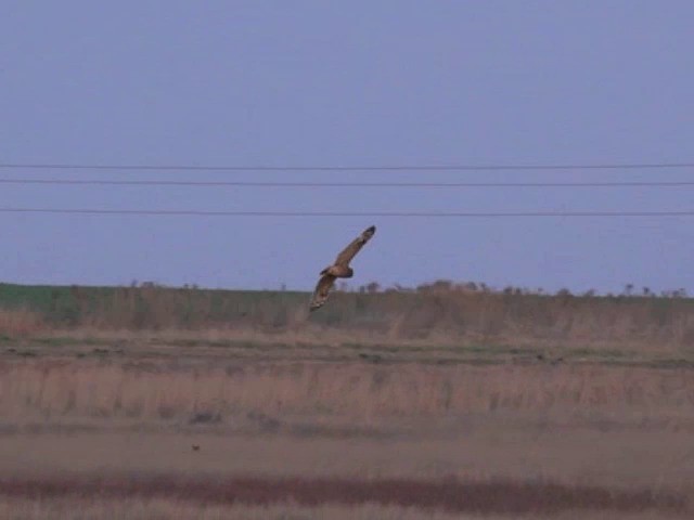Marsh Owl - ML201645911