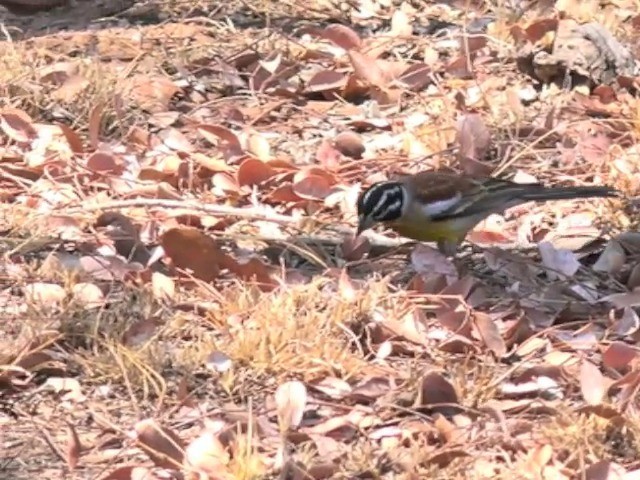 Golden-breasted Bunting - ML201645961