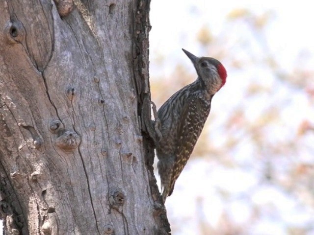 Golden-tailed Woodpecker (Golden-tailed) - ML201646071