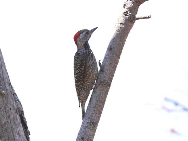Golden-tailed Woodpecker (Golden-tailed) - ML201646081