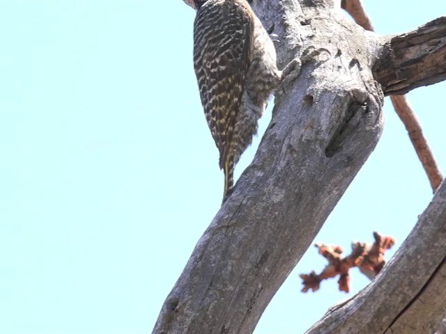 Golden-tailed Woodpecker (Golden-tailed) - ML201646091