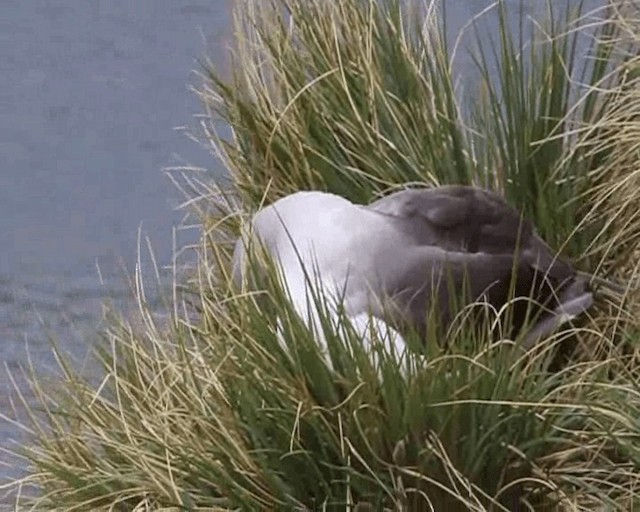 Gray-headed Albatross - ML201646361