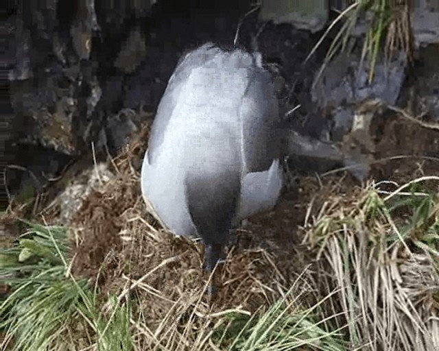 albatros světlehřbetý - ML201646451