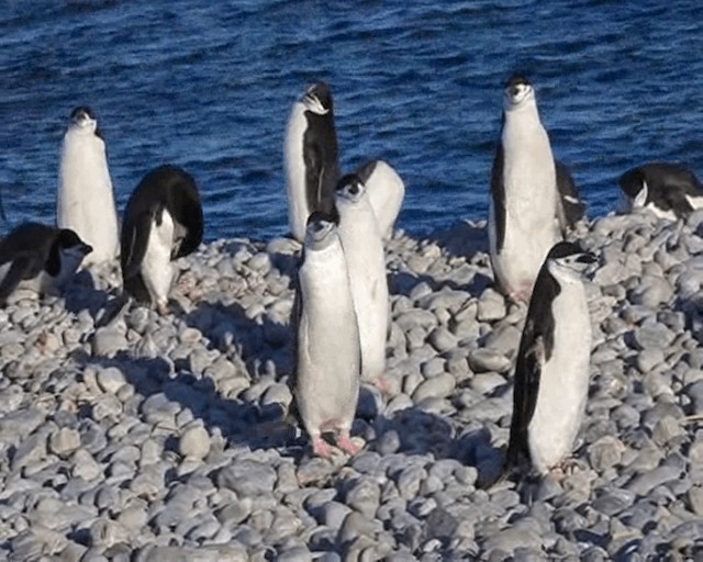 Пінгвін антарктичний - ML201646461